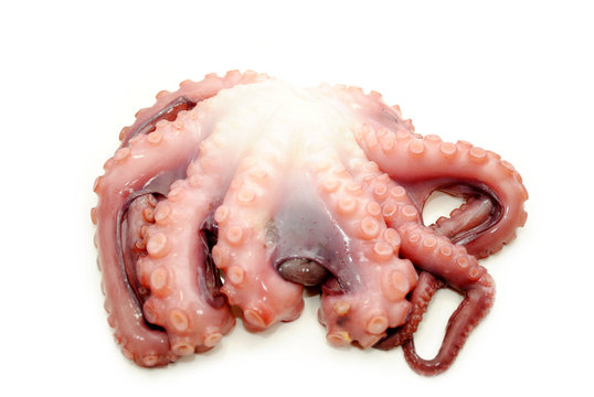 Raw Octopus Ready to be Cooked
