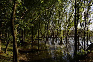 Forest near a lake