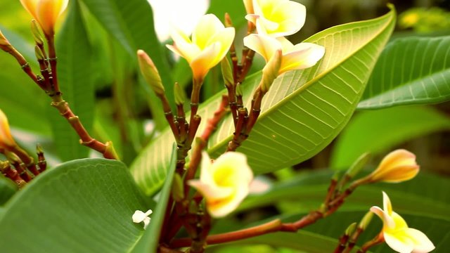 Close up plumeria frangipani flowers. Video macro shift motion