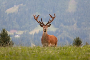 Hirsch © The Photographer