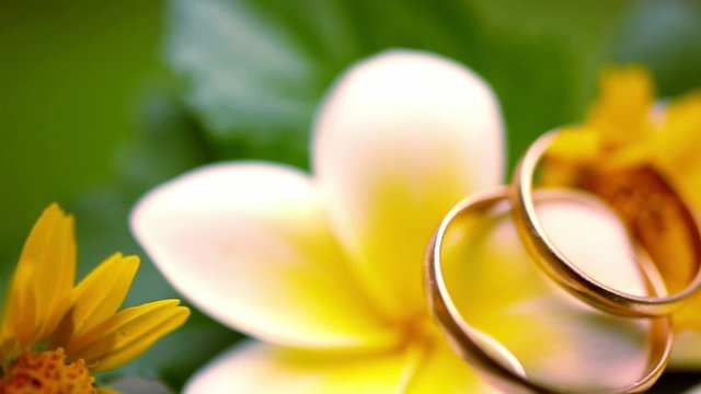 Close up wedding gold rings on Thai flowers frangipani