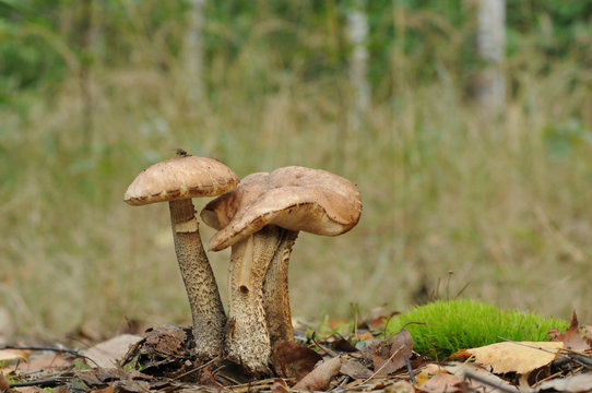 Birch bolete mushroom (Leccinum scabrum) growing in the forest