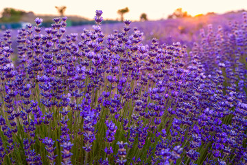 Lavender field in Tihany, Hungary