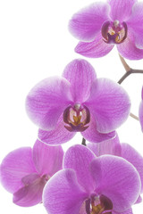 Fototapeta na wymiar Pink streaked orchid flowers