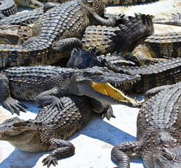 Crocodile
