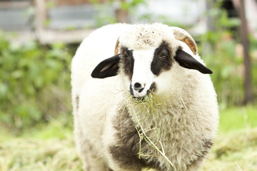 Sheep in pen