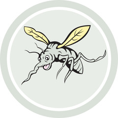 Mosquito Flying Front View Cartoon