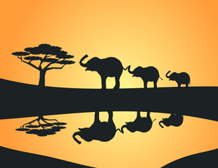 Fototapeta na wymiar Three Elephants