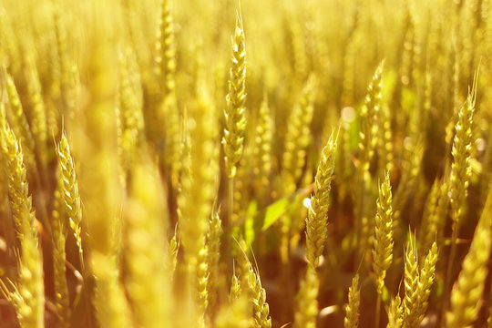 Wheat field in sunshine.