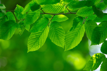 green leaves - 66759922