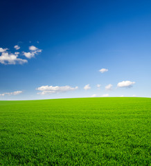 Green field and blue sky - 66759938