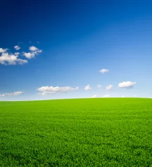 Fotobehang Groen veld en blauwe lucht © ZaZa studio