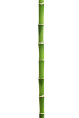 Naklejka premium Bambus odizolowywający na bielu