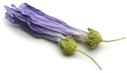 Malva sylvestris Erdei mályva Mallow  خبازة برية