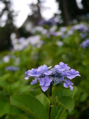 小田原城のガクアジサイ