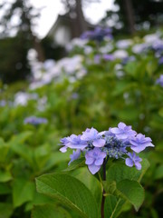 小田原城のガクアジサイ