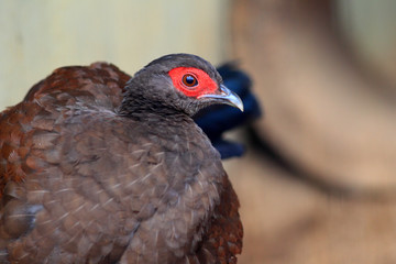 Edwards's pheasant (Lophura edwardsi) 