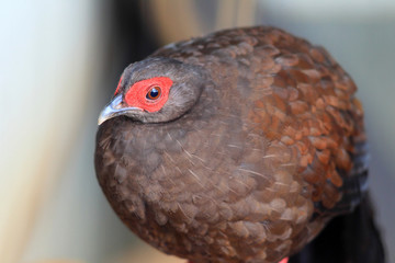 Edwards's pheasant (Lophura edwardsi) 