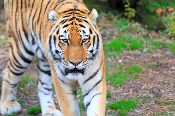 Fototapeta na wymiar Bengal Tiger (Panthera tigris)