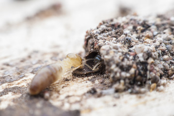 termites or white ants