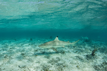 Reef Shark in Lagoon