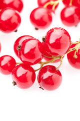 red currant
