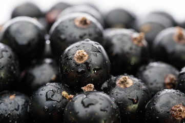 black currant background