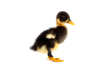 The black small duckling