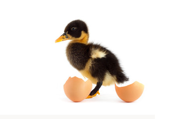 Black small duckling