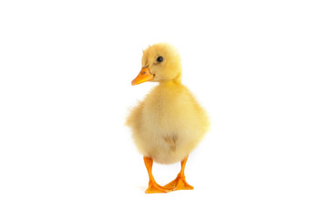 The yellow small duckling