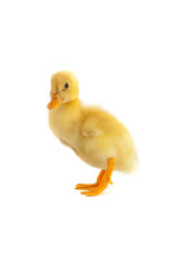 The yellow small duckling