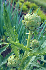 Globe artichoke (Cynara cardunculus), ripening organically in th