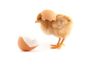 The yellow small chick