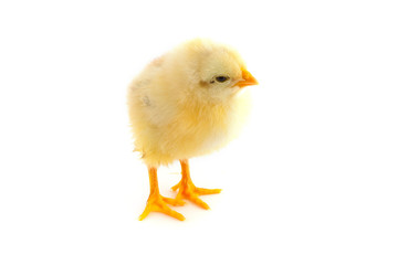 The yellow small chick