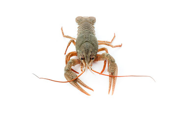 River raw crayfish