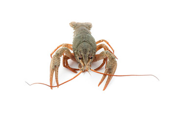 River raw crayfish