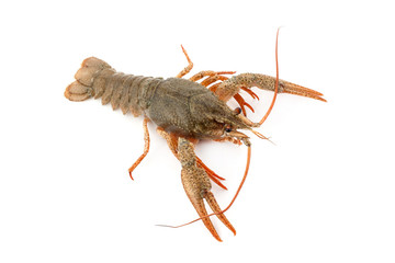 River raw crayfish