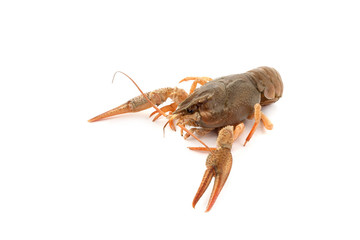River raw crayfish