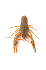River raw crayfish