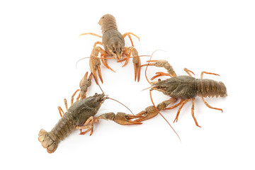 River raw crayfishes