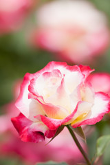 バラ　ダブル・デライト