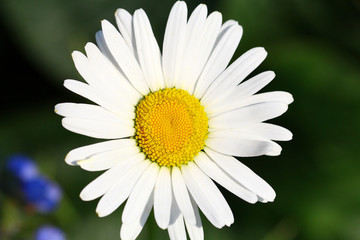 Obraz premium Ромашка