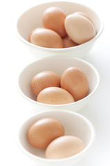 卵　タマゴ　赤玉