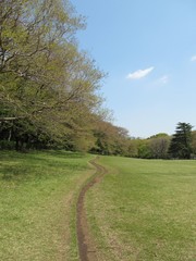 公園の芝生と細道
