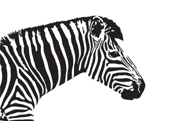 Fototapeta na wymiar Vector image of an zebra head
