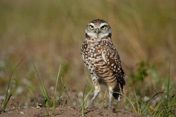 Burrowing Owl standing on the ground