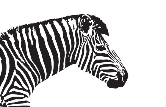 Vector image of an zebra head