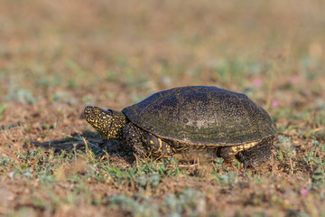 European bog turtle (emys orbicularis)