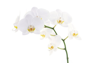 Naklejka na ściany i meble orchids