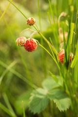 Ripe berries of field strawberry